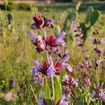 Tenuta Sofia Фермерский дом Отранто