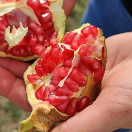 בית חווה Tenuta Sofia