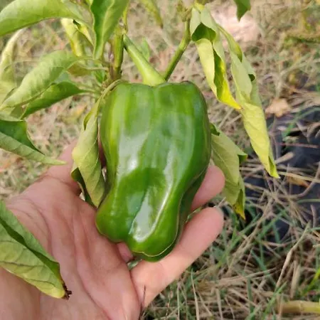 Tenuta Sofia בית חווה *