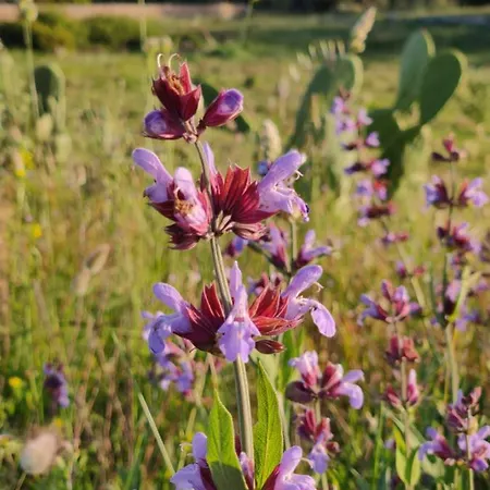 Tenuta Sofia Vakantieboerderij Otranto