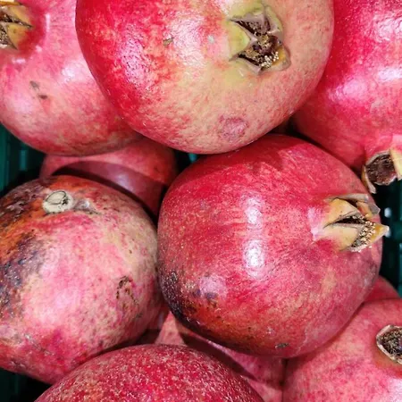 Tenuta Sofia בית חווה אוטרנטו