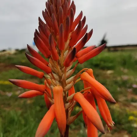 Tenuta Sofia * אוטרנטו