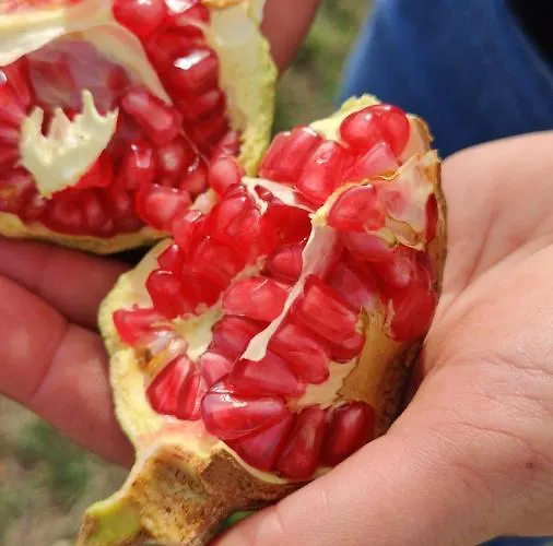 Alloggio per agriturismo Tenuta Sofia