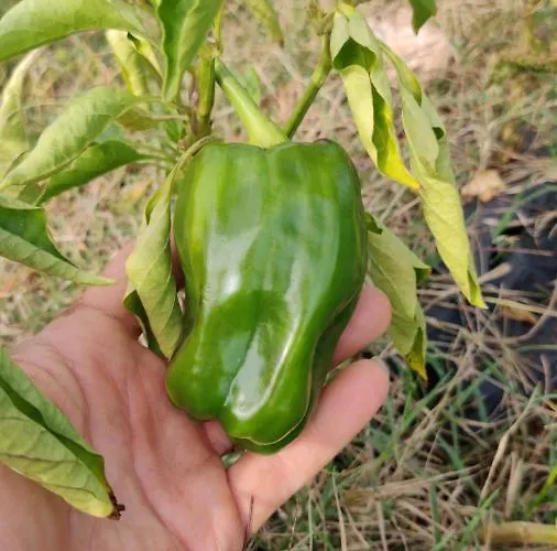 Tenuta Sofia Alloggio per agriturismo *