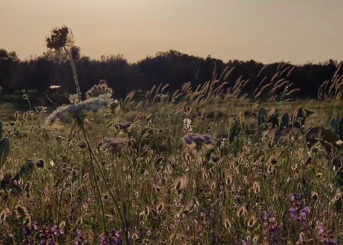 Tenuta Sofia Farma Otranto
