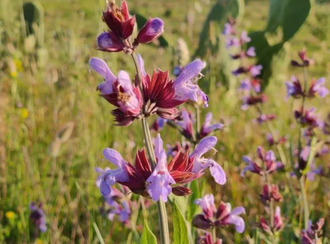 Tenuta Sofia Farma Otranto