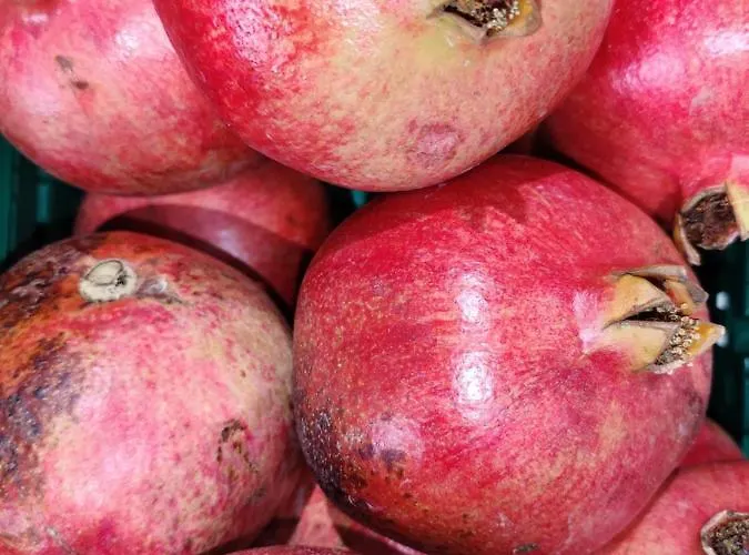 Tenuta Sofia Alloggio per agriturismo Otranto