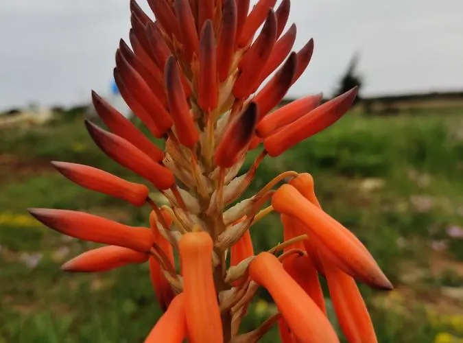 Tenuta Sofia * Otranto